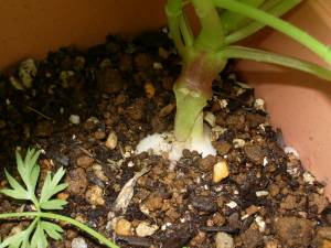 ラディッシュ～しろ～