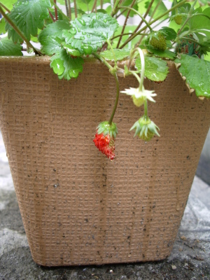 ワイルドストロベリー