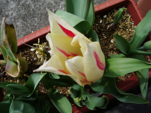 マリリン マリリン