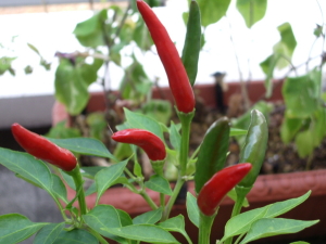 トウガラシ トウガラシ